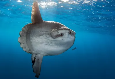 Уродливейший среди уродливых или самые глубоководные рыбы- DIVERS