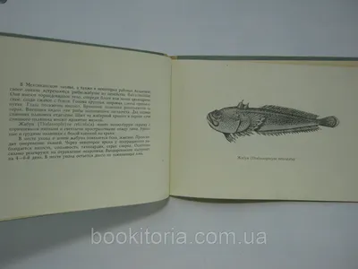 Ставрида (Trachurus spp) - sharkseafoods.com