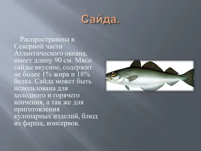 Рыбалка в Атлантическом океане/Хороший улов за 2 часа/Скумбрия, Морской  окунь, Руже/Франция - YouTube