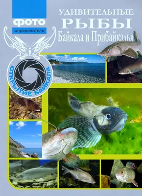 Ресурсные рыбы озера Байкал. Исторический и современный аспекты | Сиделева  Валентина - купить с доставкой по выгодным ценам в интернет-магазине OZON  (466908004)