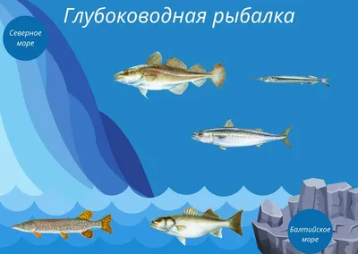 Рыбы в Балтийском море меньше, качество ее хуже; предприниматели ищут новые  возможности / Статья