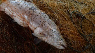 Определены квоты на вылов рыбы в Балтийском море в 2019 году / Статья