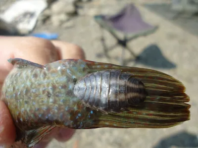 Морской дракон: почему это одна из самых опасных рыб Чёрного моря и что  делать, если он вас ужалил | fish2o | производитель премиум лосося | Дзен