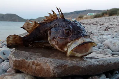 В мае вводится запрет на лов некоторых видов рыбы в Черном море и  причерноморских лиманах | ЮГ.today
