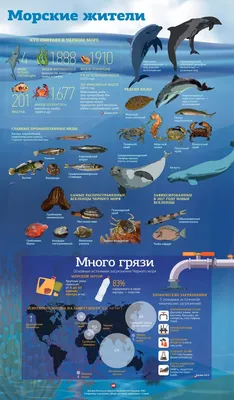 Рыбы Черного моря - Обучение подводной охоте - Pro-Club