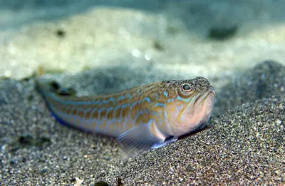 Самая ядовитая рыба Черного моря | Весточка с юга☀ | Дзен