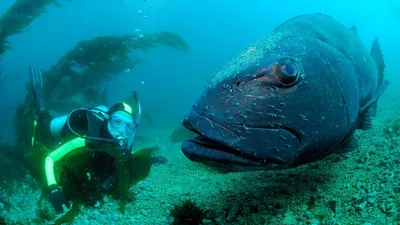 Из свежей рыбы из Черного моря Стоковое Изображение - изображение  насчитывающей много, морск: 212027059
