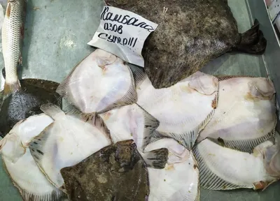 Рыбы черного моря - обзор промысловых и редких рыб. 145 фото и видео  описание основных видов