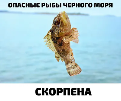 Промысловые и не промысловые рыбы Черного моря, ядовитые рыбы Черноморского  побережья