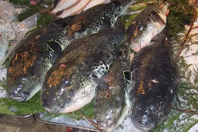 Скумбрия черноморская — Рыбы Черного моря