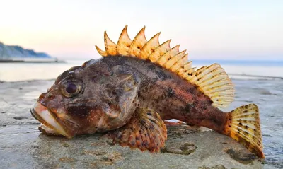 Рыбы Черного Моря - Обитатели Чёрного моря - Форум Ялтинского рыболовного  клуба