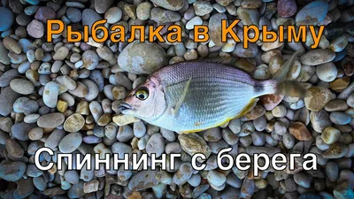 Калкан – самая вкусная рыба Черного моря - Музей Рыбы и Рыболовства