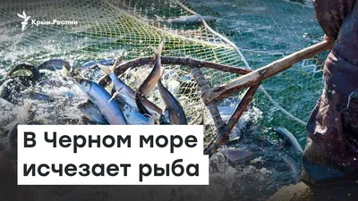 Крым: 5 самых опасных рыб Черного моря