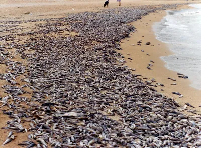 Рыбы черного моря: список рыб с описаниями, фото, видео