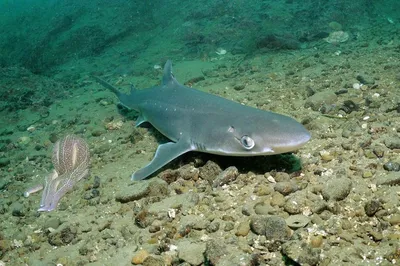 Опасно ли купаться в Черном море: взрыв Каховской ГЭС, акулы, сероводород |  «Красный Север»