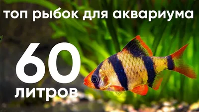 Светящиеся рыбки Глофиш - самые яркие обитатели аквариума