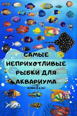 Топ 10 самых популярных живородящих рыб