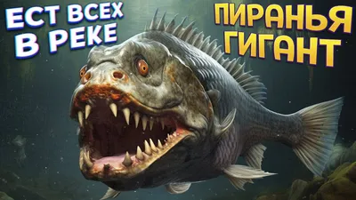 Гигант Snakehead известное как Gozar рыбы в Бангладеше Стоковое Изображение  - изображение насчитывающей хищник, над: 68669647