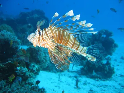 Опасные рыбы на Мальдивах