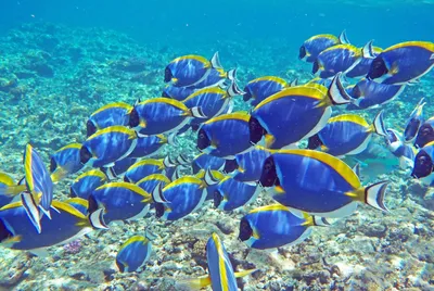 Рыбы Индийского океана (95 фото) »