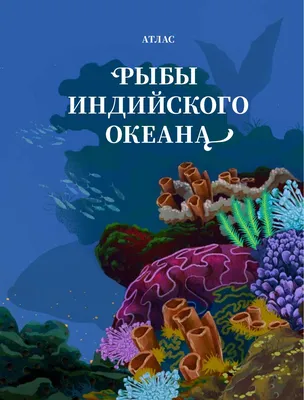 Ред снеппер (red snepper) охлажденный (Индийский океан) вес рыбы 1,5-2,5 кг  - купить по цене: 2200 руб./кг в интернет-магазине \"РыбоедовЪ\"