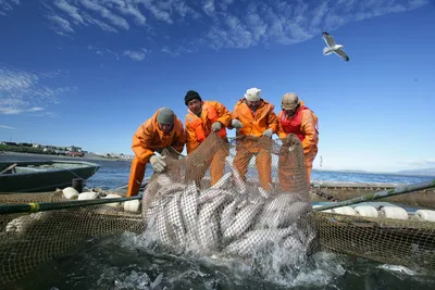 Ученые обнаружили новые виды рыб у берегов Австралии — фото - 14.11.2022,  Sputnik Узбекистан