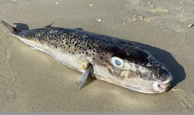 Мужские рыба Wrasse Broomtail Израиля эйлат в Красном Море Стоковое  Изображение - изображение насчитывающей вода, рыбы: 182234373