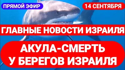 Рыба в озерной воде Израиль Рош хаин Стоковое Изображение - изображение  насчитывающей листья, рыбы: 166108795