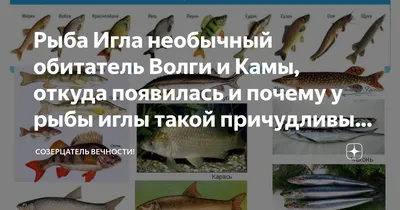 Рыба Игла необычный обитатель Волги и Камы, откуда появилась и почему у рыбы  иглы такой причудливый внешний вид, ответ ихтиолога | Заметки ихтиолога. |  Дзен