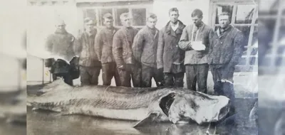 Отчет о рыбалке: Река Кама — Краснокамский городской округ — Краснокамск —  Приволжский федеральный округ, Пермский край — № 14455 — fishing-report.ru