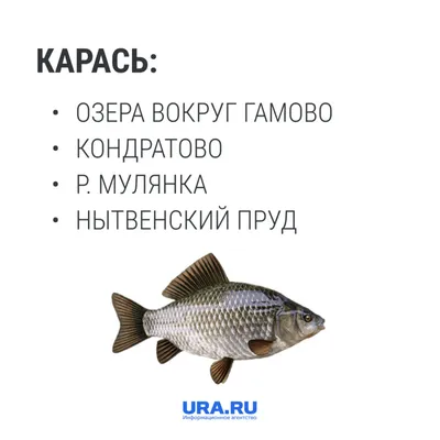 Рыбалка на р. Кама, путешествие на Каму за судаком, ловля и поиск судака на  Каме, рыбалка на джиг - YouTube