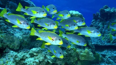 Тропические рыбы над мозгом коралла стоковое фото ©wildam 318598034