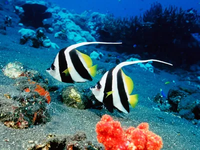 Рыбы карибского моря фото 72 фото