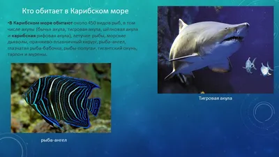 Рыбалка в Карибском море — LiveJournal