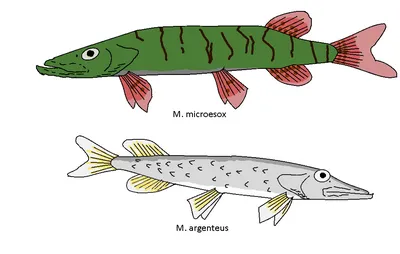 Ядовитые рыбы : Крылатка : Pterois volitans : Карибское Море : Фото :  Aquafanat: аквариум и аквариумистика, форум аквариумистов и аквариумные  рыбки