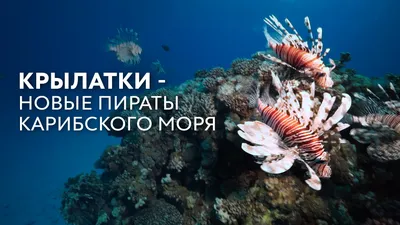 Моё пятое путешествие в Боливарианскую республику Венесуэлу. Просто дно Карибского  моря.