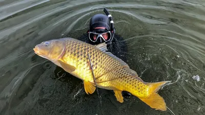 На кого порыбачить в Каспийском море