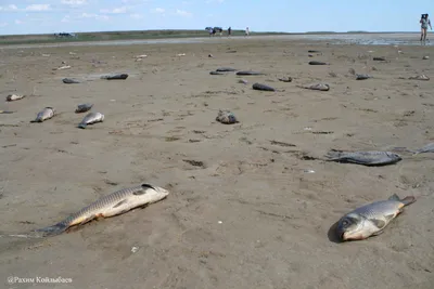 На кого порыбачить в Каспийском море