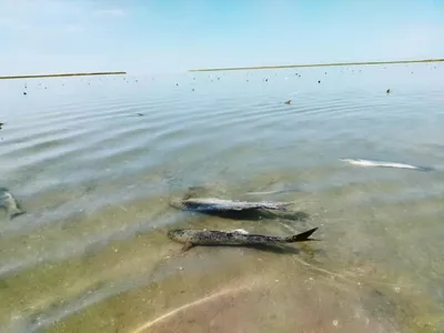 На кого порыбачить в Каспийском море