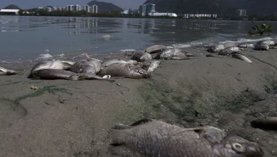 Кефаль в море погибла из-за... нехватки воды? — новости на сайте Ак Жайык