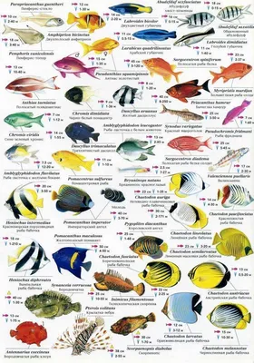 Рыбы красного моря фото фото