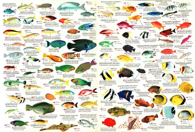 Рыбы красного моря фото фото