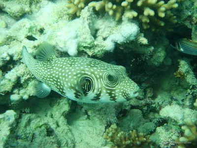 Рыбы Красного моря с названиями. Каталог. 2й Фильм. Fish of Red  Sea.Опасные. Египет. Шарм-Эль-Шейх. - YouTube