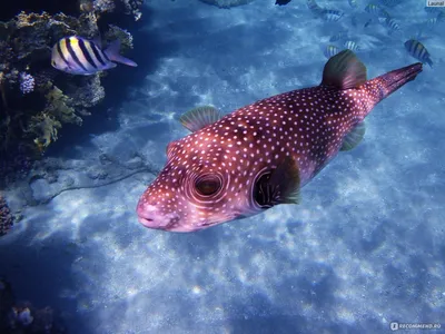 Красное море под водой с кораллами - ТурПоиск