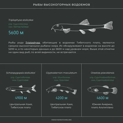 Единственная в мире теплокровная рыба