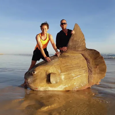 Рыбы в Средиземном море . Рыба Средиземного моря . Красивые рыбы в  Средиземном море . Школа рыбы Стоковое Фото - изображение насчитывающей  подводно, заплывание: 196056266