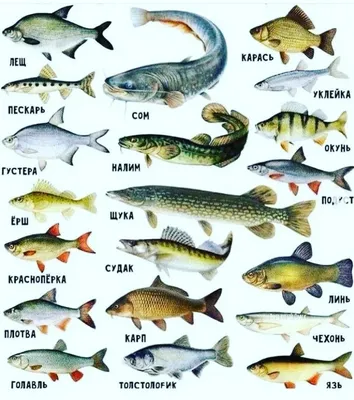 Let's go fishing! Инфографика: виды рыб на английском