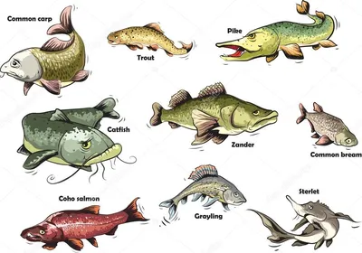 Рыбный день - РЫБЫ: Как появились бытовые названия рыб? В быту мы  пользуемся общепринятыми названиями. Очень часто их дают, исходя из  внешнего вида рыбы, ее повадок или местообитания. Это подтверждают такие  рыбьи