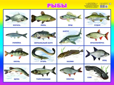 Названия Морских Рыб Которые Продаются В Магазинах – Telegraph