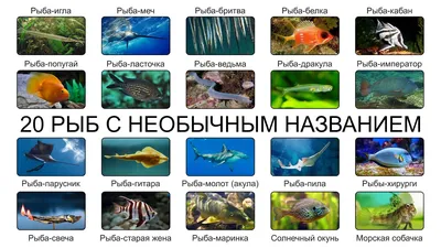 Виды рыб на джуури Дорогие... - Академия языка джуури | Facebook